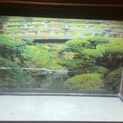40 Gallon Tank