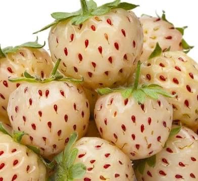 Pineberries White Strawberries