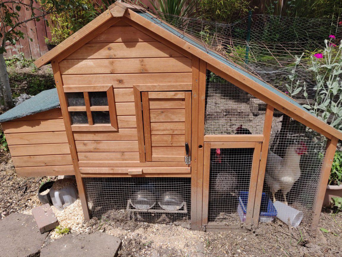 Chicken coop with 4 chickens