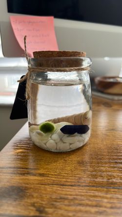 Marimo Moss ball+Lapis Lazuli crystal mini aquarium