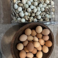 Eggs