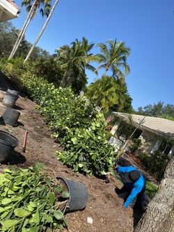 CLUSIA Privacy Hedge!!!
