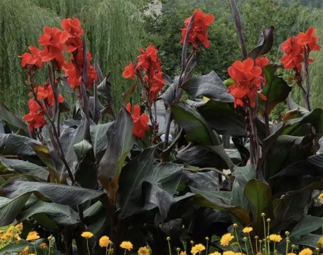Black Knight Canna Rhizomer