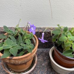 Streptocarpella Cape Primrose House Plant