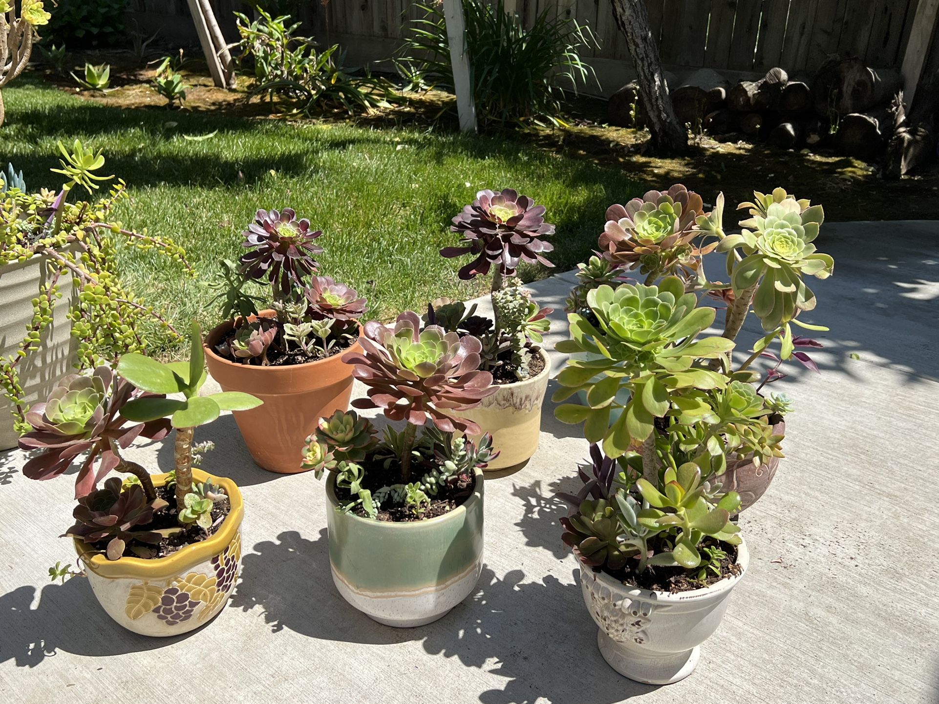 Beautifully Potted Succulent Planters