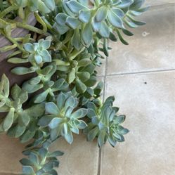 Succulents 