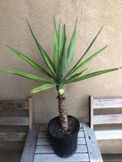 Yucca Palm