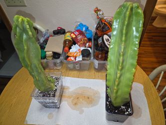 2 totum pole cactus
