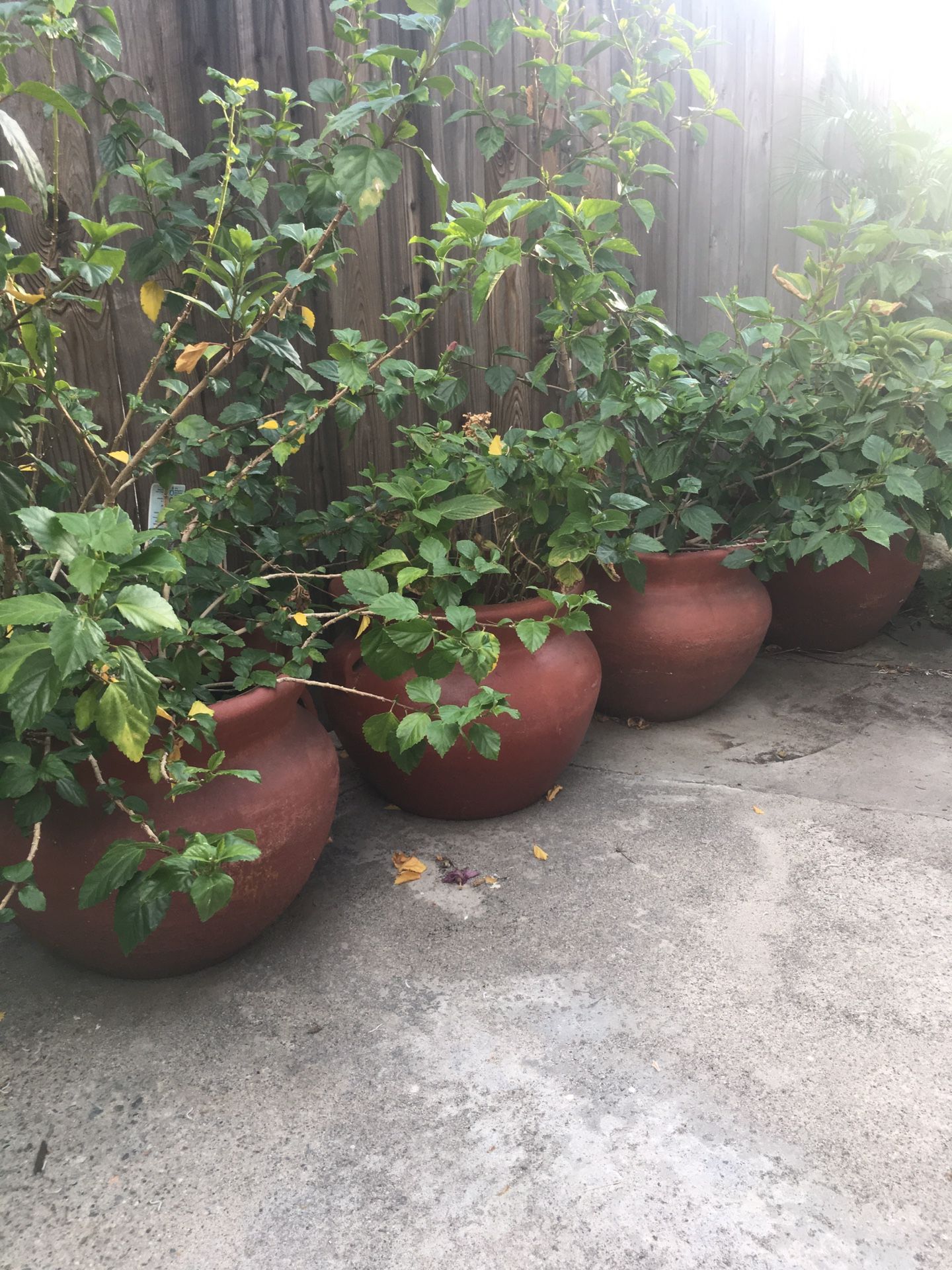 4 big pots with flower plants