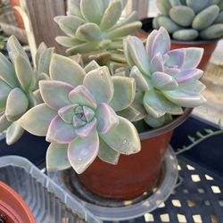 6in Pot Graptoveria Ghosty Succulent Plant