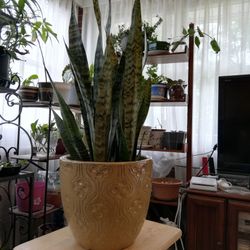 Large Snake Plants-pot Not Included