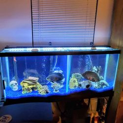 55 Gallon Aquarium, Filter,pump and Many Accessories: Local Pickup Only