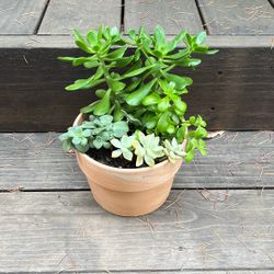 Succulent Arrangement