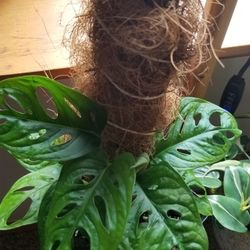 monstera adansonii / Swiss Cheese Plant