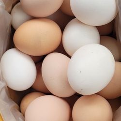 DAILY FRESH EGGS