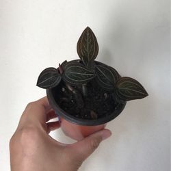 Beautiful Plant