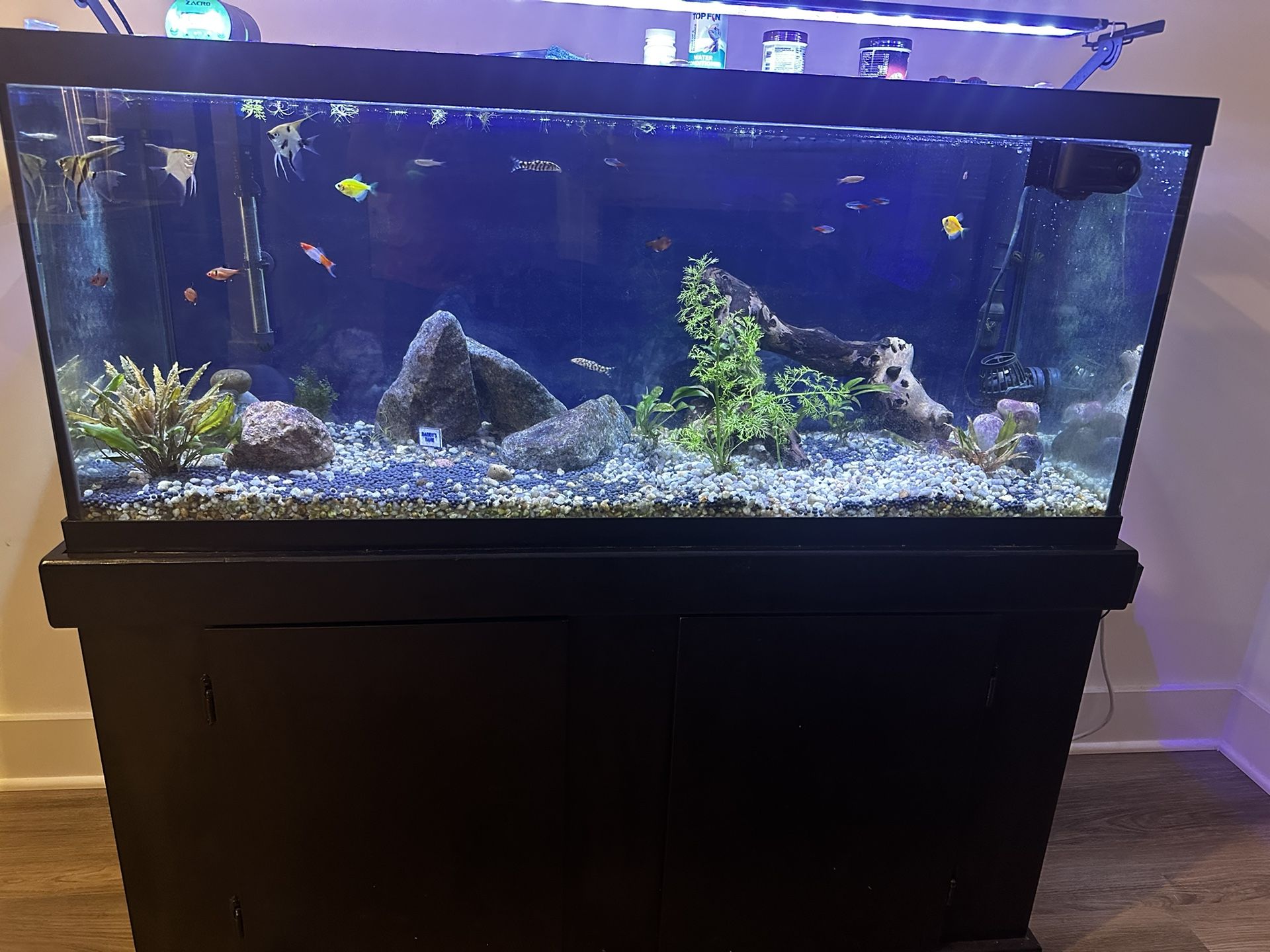 75 Gallon Rank