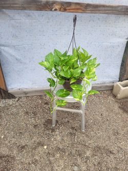 Golden Pothos 8" Nursery Pot