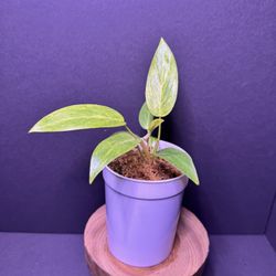 Philodendron Painted Lady Cutting 