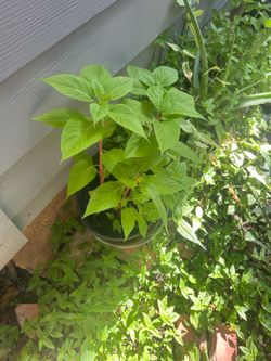 Planta de terciopelo