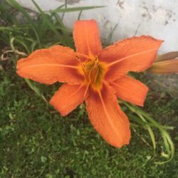 Outdoor Flowers - TIGER LILLIES