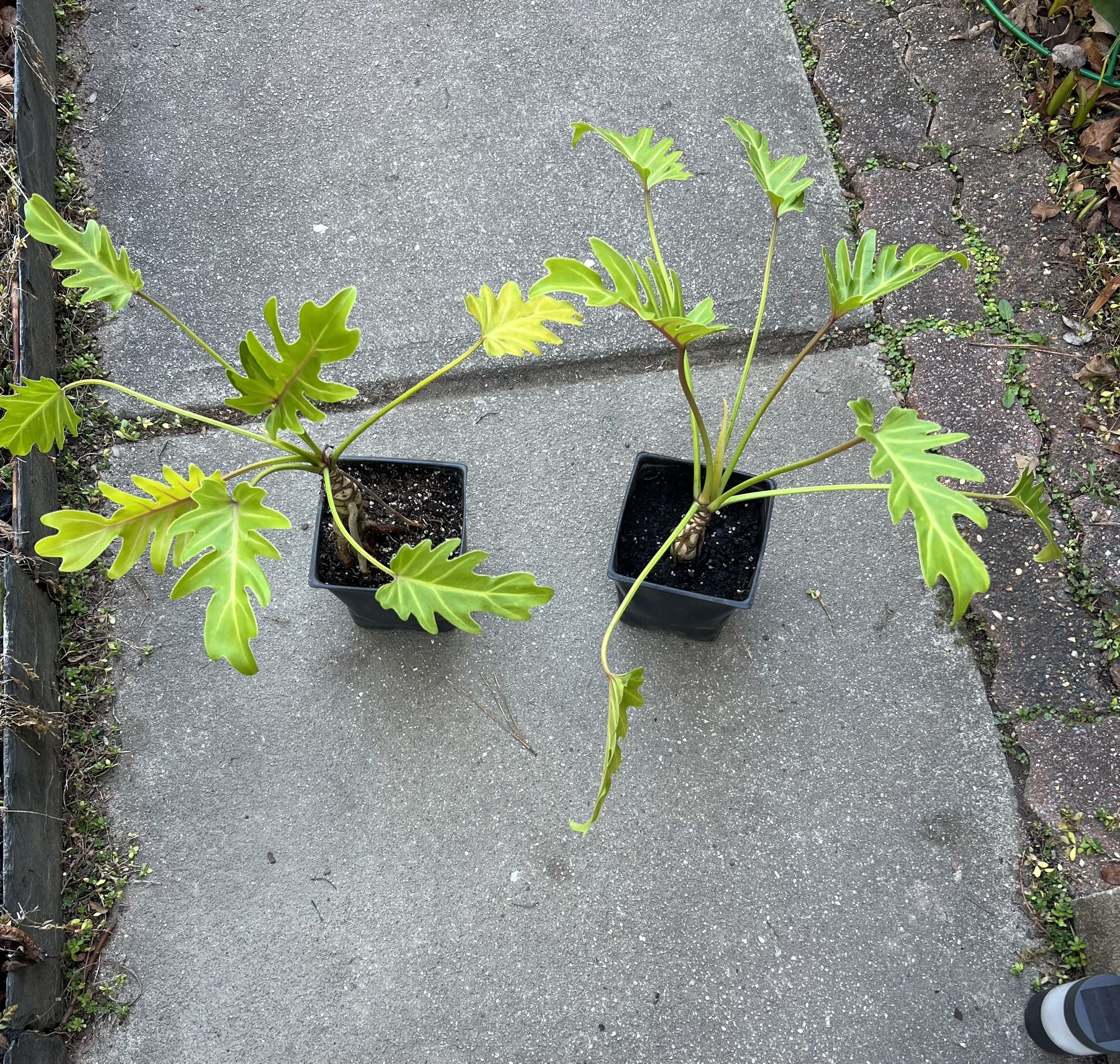 Philodendron Plants (read Description Below)