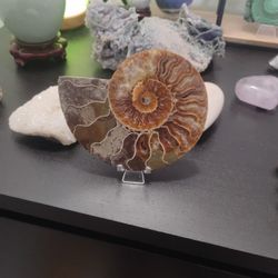 Ammonite Crystal Fossil Half Display Specimen