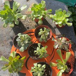 Aeonium Succulent