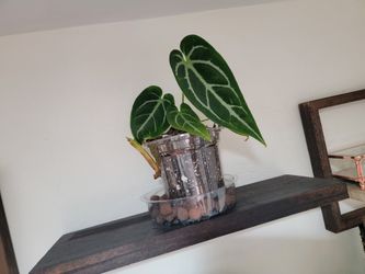 Antherium House Plants