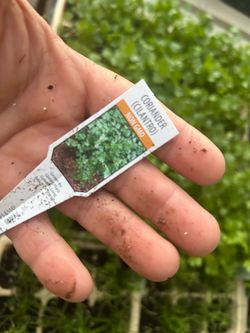 Veggie plants 4$ each sixpack