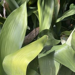 FREE cast Iron Plant 