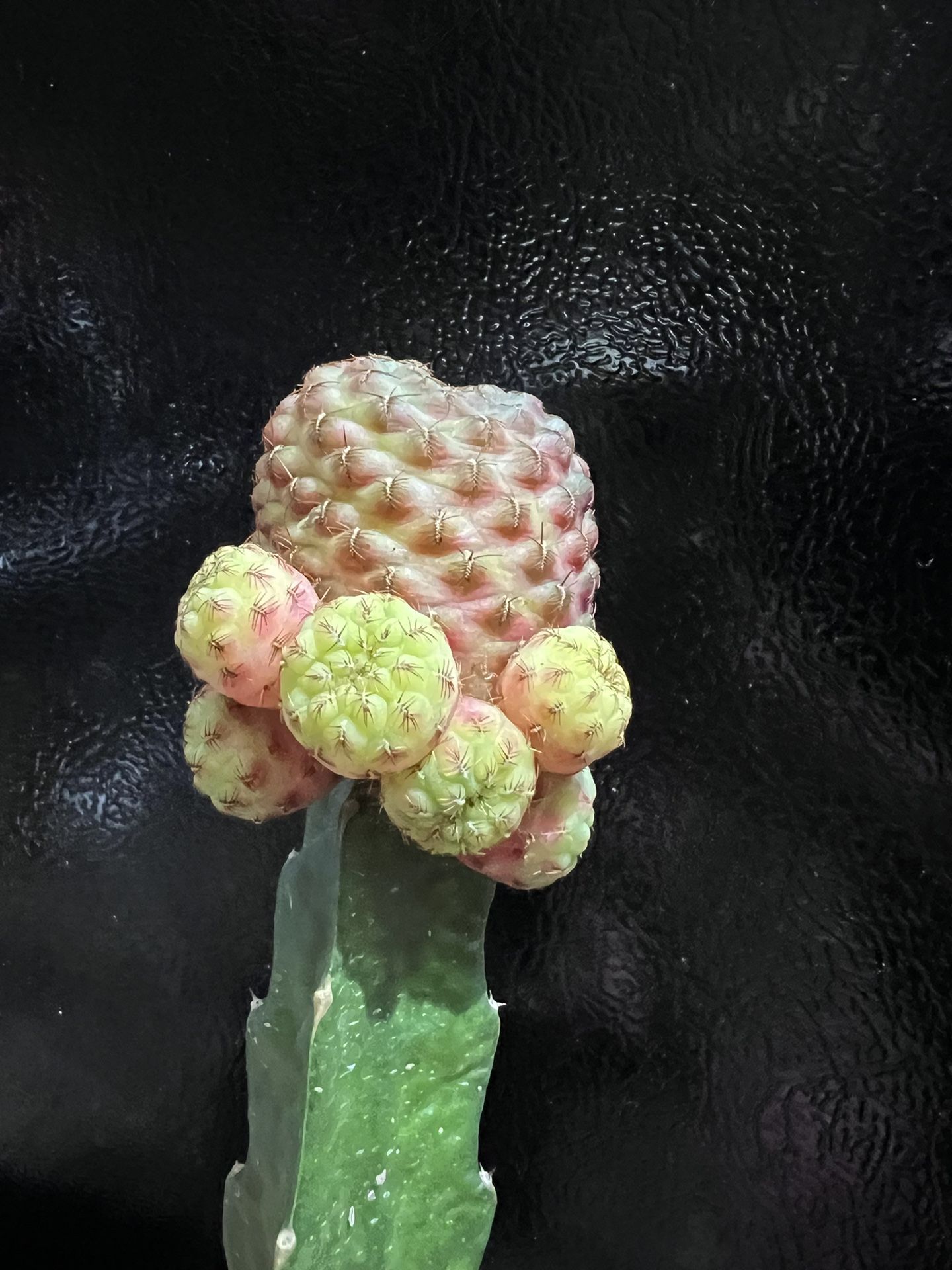 Grafted & Variegated Rebutia rauschii