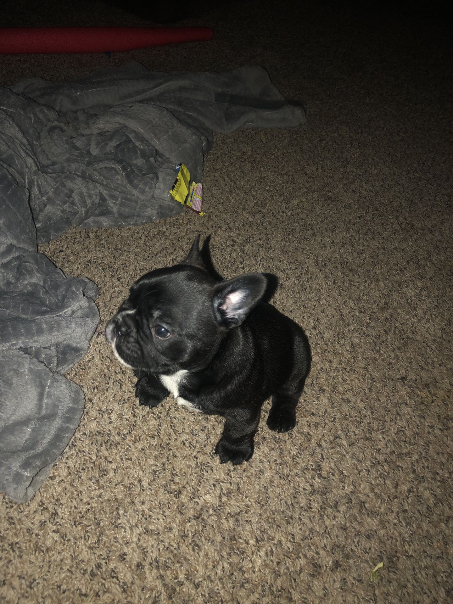 Coach French Bulldog keychain for Sale in Portland, OR - OfferUp