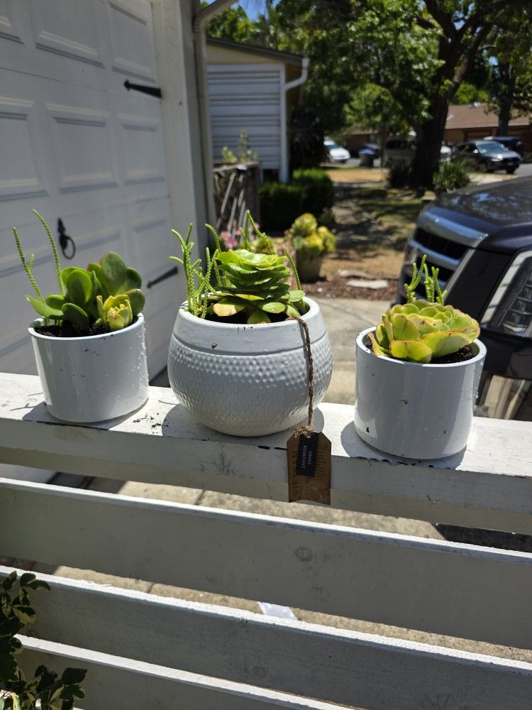 Succulents In Cute Pots