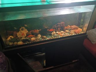 75 Gallon Fish Tank