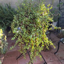 Elephant Succulent Plant  /planta de  la fortuna o Moneditas