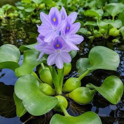 Water hyacinth, pond plants
