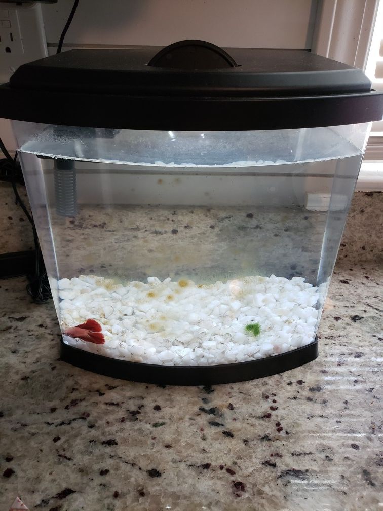 Fish tank aquarium kit 2.5 gallons