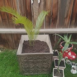 Pot With Palm Tree
