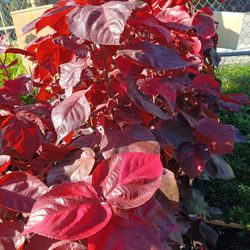 Red Copper Leaf Plants 7gl $16🏡