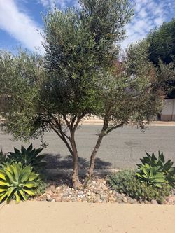 Fruitless Olive Tree