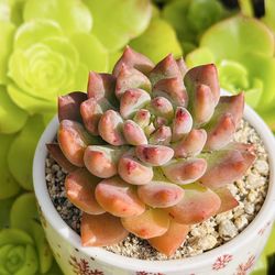 Echeveria Louis ( Korean succulents)