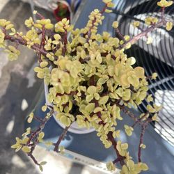 Rainbow Bush Succulent Plant