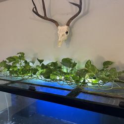 Tons Of Pothos Plants For Aquarium 