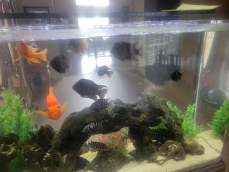 Aquarium convict Decor