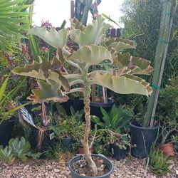 Calancho Gigante (Exotic Plant)