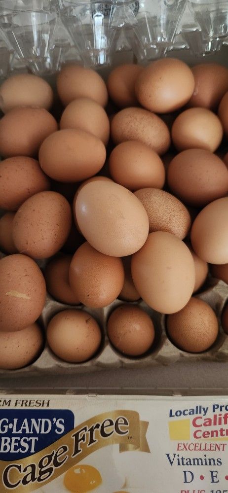 Farm Fresh Eggs