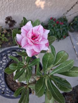 Dessert Rose "Adenium Obesum " Plant $48