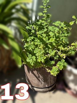 HUGE SALE! All Mature Potted Plants $10 Each