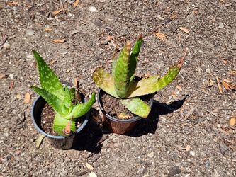 Aloe Plant (4" pot size)